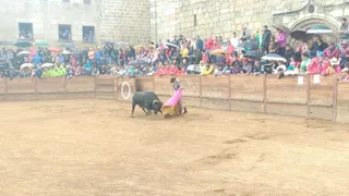 Novillada y desencierro en San Felices de los Gallegos