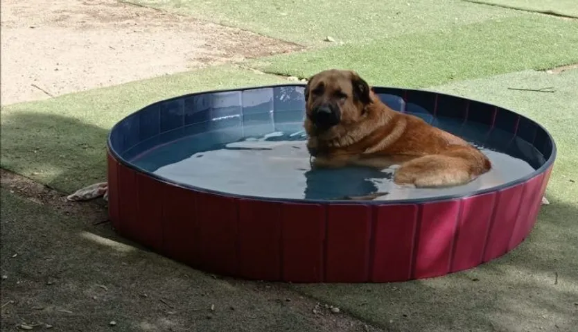 Protectora de animales 