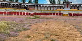 El PP denuncia "el total abandono" de la Plaza de toros de Peñaranda
