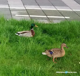 Patos en Salamanca. Foto S24H