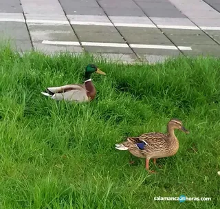 Patos en Salamanca. Foto S24H