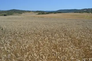 Trigo. Foto de archivo