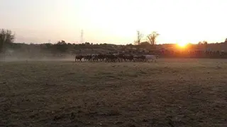 Apartadero de toros en Aldeadávila