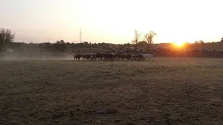 Apartadero de toros en Aldeadávila