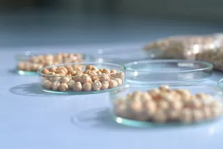Garbanzos Itacyl
