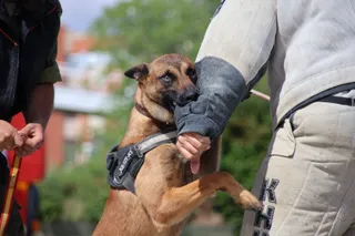 Perros de trabajo del Centro militar de Cría Caballar de Ávila. Fotos Andrea M.