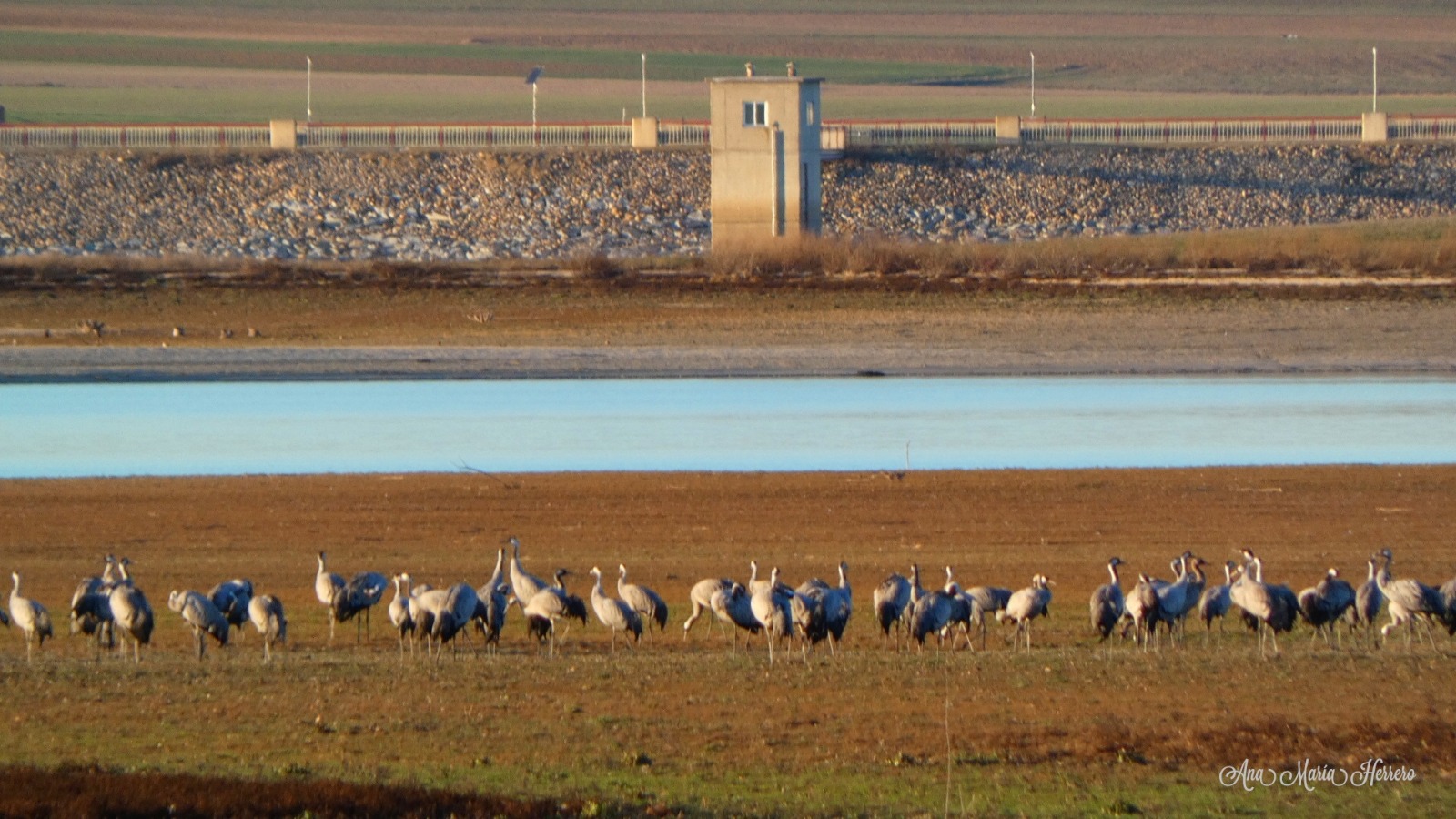 Grupo De Grullas En El Azud De Riolobos. Imagen Ana Mar&iacute;a Herrero
