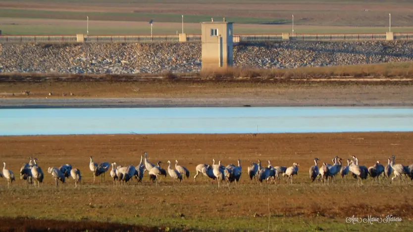 Grupo De Grullas En El Azud De Riolobos. Imagen Ana María Herrero