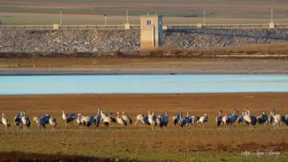 Riolobos es uno de los enclaves más importantes para las aves 