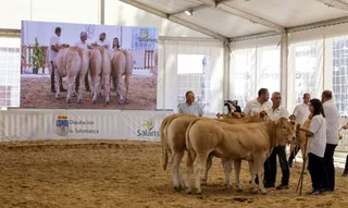 XVI Concurso Nacional de Raza Blonde de Aquitania. Salamaq 2024