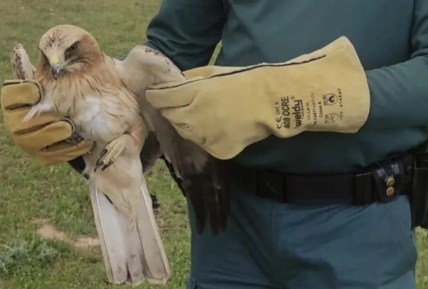 Águila Calzada