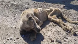 Perro desnutrido