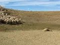 Ataque lobos en la zona de Topas.