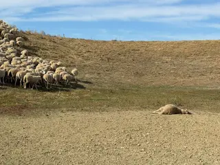 Ataque lobos en la zona de Topas.