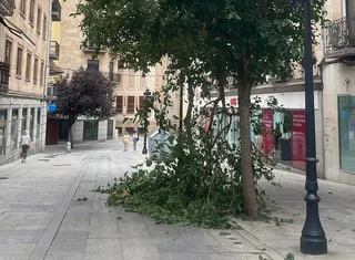 Una rama de un árbol derribada por el viento en la calle Sol Oriente