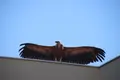 Buitre leonado sobre una vivienda de Cabrerizos
