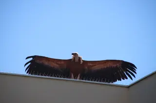 Buitre leonado sobre una vivienda de Cabrerizos
