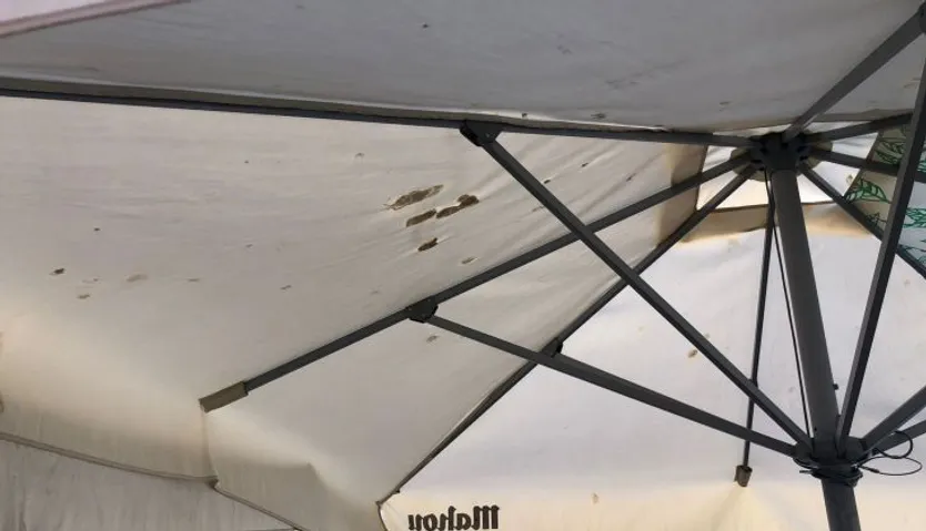 Problemática de las palomas en la ciudad. Foto S24H (5)