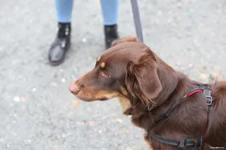 Perro animal