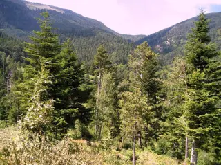 Bosque de pinos