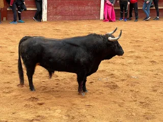 Capea del Carnaval del Toro de Ciudad Rodrigo. Foto de archivo.