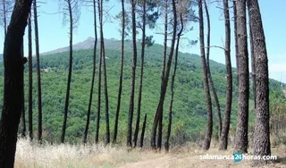Propietarios forestales