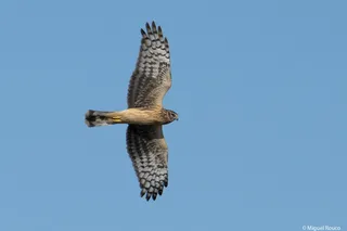 Aguilucho pálido juvenil, hembra. Foto Miguel Rouco