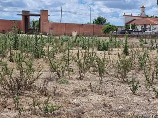 Foto facilitada por el PP del estado del cementerio municipal