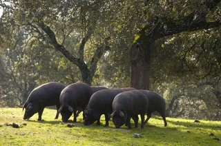 CERDOS CAMPO