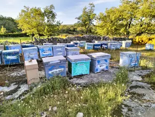 Colmenas en Las Arribes