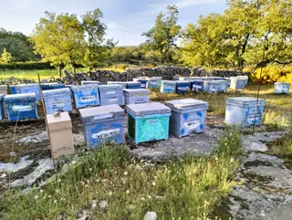 Colmenas en Las Arribes