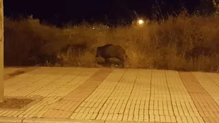Jabalíes en el Zurguén
