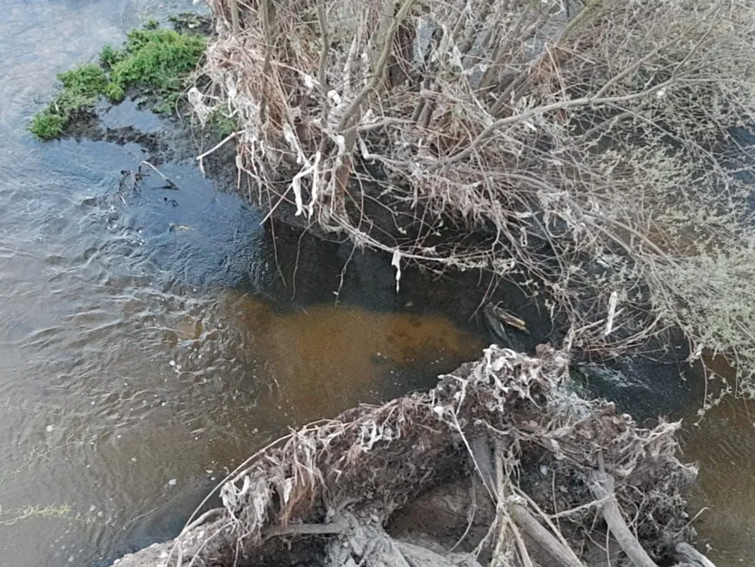 Toallitas arrastradas por la crecida en las orillas del río Tormes