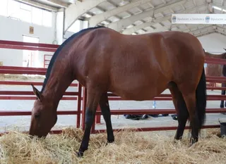 CAMPO Caballos