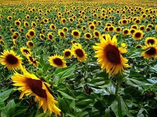 La Alianza califica de catastrófica la cosecha de girasol en con apenas 190.000 toneladas de producción