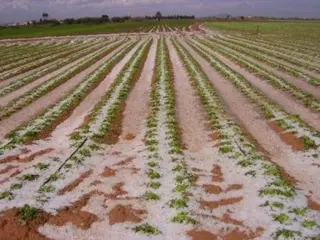 Aprobadas reducciones de IRPF correspondientes al bovino de leche y a distintas zonas productoras agrícolas