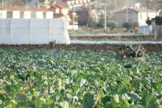 La Junta financia el asesoramiento e impulso de cooperativas agroalimentarias y explotaciones comunitarias