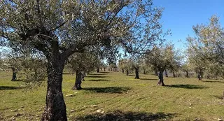 Parcela tradicional de Ahigal de los Aceiteros | Archivo