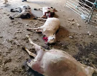 ASAJA Salamanca denuncia nuevos y preocupantes ataques de lobo en Vitigudino