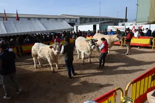 Ciudad Rodrigo Feria San Andrés 2024 | Ayuntamiento de Ciudad Rodrigo