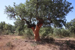 Alcornocal valdelosa