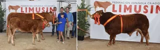 Jockey y Delica campeón y campeona del 25 concurso nacional de Limusín