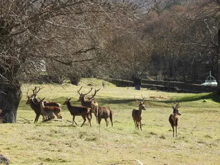 Ciervos bosque