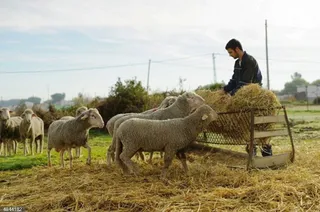 Un joven ganadero da de comer a sus ovejas. Foto EP