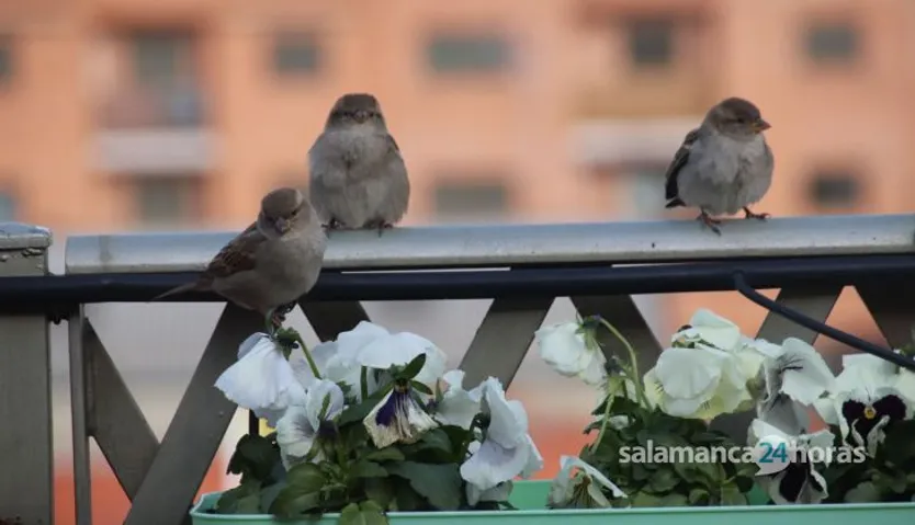 Gorrión común en una terraza de Salamanca. Imagen Javier S.Fraile