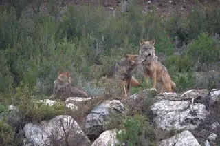Lobo. Foto EP