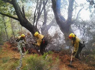 El fuego intencionado de Villablino quema el hábitat de osos y urogallos de la zona