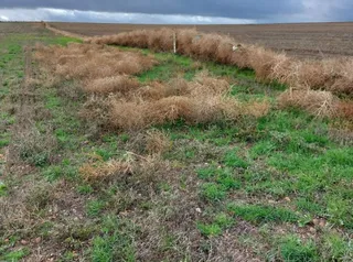 Parcelas agrícolas destrozadas por los vientos
