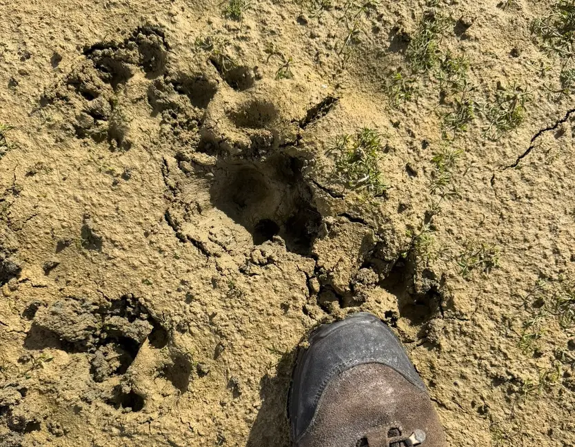 Ataque lobos en Topas