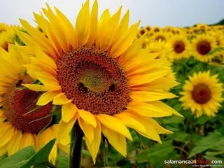 Cosecha de girasol. Foto de archivo